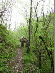 Il nostro nuovo amico ci segue nel bosco