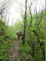 Il nostro nuovo amico ci segue nel bosco