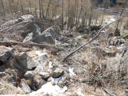 il bosco devastato dalla frana