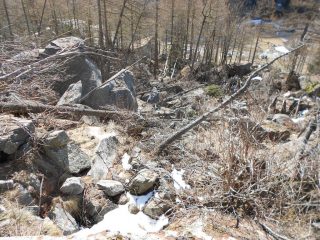 il bosco devastato dalla frana