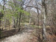 Parte del bosco percorso in discesa