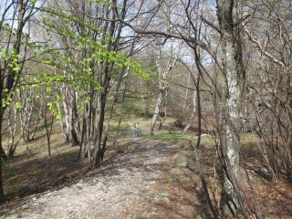 Parte del bosco percorso in discesa