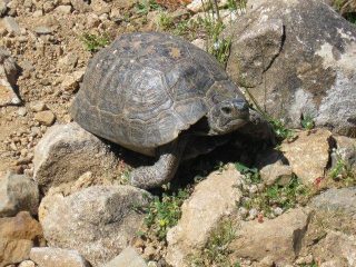 ce ne sono tante sul sentiero e in zona!