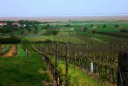 vigneti sul lago