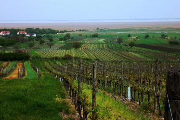 vigneti sul lago