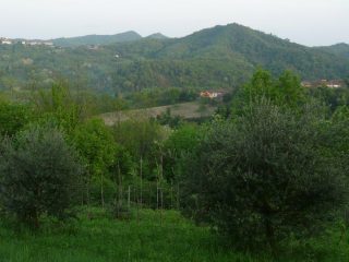 Ulivi sopra Vallegiolitti, Monte Croce in primo piano, Monte Favato e Bric delle Pietre in lontananza