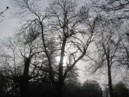 Il Bosco delle Fate nella nebbia