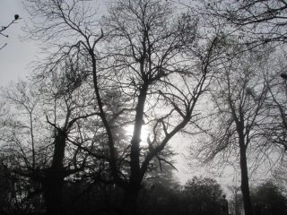 Il Bosco delle Fate nella nebbia