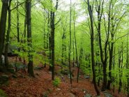 il magnifico verde dei fo'