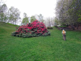 belle fioriture a vercio