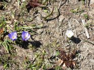 E' primavera