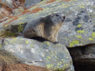 Buon risveglio amico Raturs