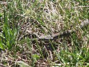 07 - prima vipera vista del 2013