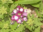 Fioritura spettacolare!