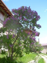 Glicine in fiore a case Piron