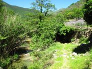 Lungo il sentiero campi di salvia
