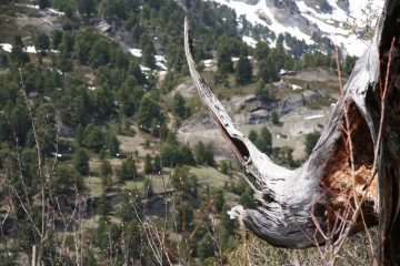 Ultimo pericolo...il rinoceronte vanoisenne!!!