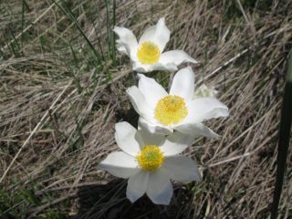 Narcisi