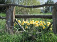 Fiori
