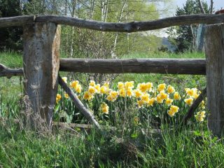 Fiori