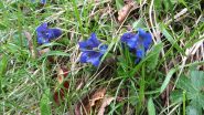 fioriture nel bosco...03 (19-5-2013)