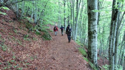 il primo tratto del sentiero nel bosco (19-5-2013)