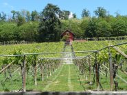 Vigneti
