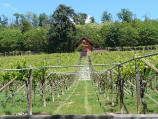 Vigneti