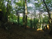 il bosco del settore di dx