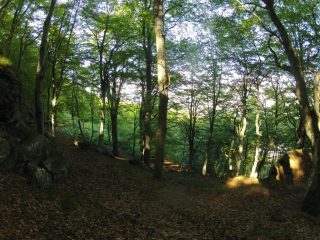 il bosco del settore di dx