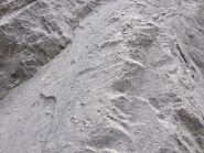 la splendida roccia ricca di conchiglie fossili