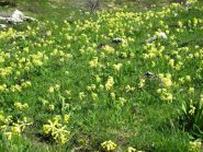 Fioritura di primule