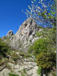 Fuori dal bosco