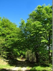 Lungo la strada del ritorno