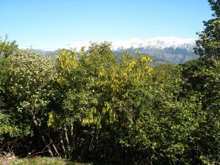 maggiociondolo e Marittime ben innevate