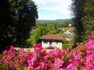 rododendri in fiore
