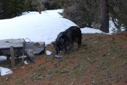 Crocchette per Frank su un piatto … di pietra