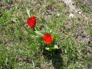 con annessi tulipani...
