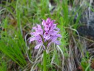 Orchis tridentata