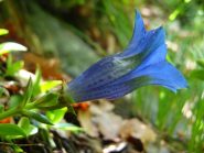 Genzianella