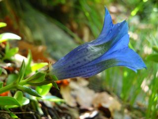 Genzianella