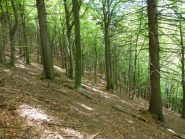 il bosco incantato in discesa 