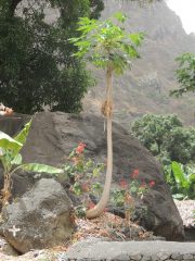 Albero di papaya (se non sbaglio...)