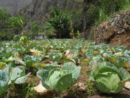 Coltivazioni di verze