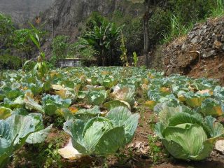 Coltivazioni di verze