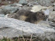 compagnia all'arrivo.... 