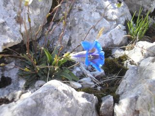 una genziana tra le rocce