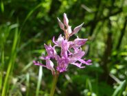 Orchis militaris
