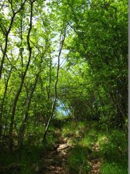 Nel bosco