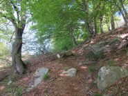 Una parte di bosco che si attraversa per il colle Be Mulè